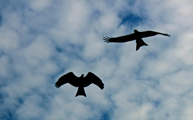 silhouettes of birds against a blue sky