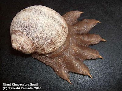 [Image: chupacabras-snail.jpg]