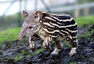 tapir baby Os animais mais estranhos e esquisitos do mundo