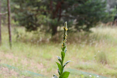 a mullein beginning to bloom