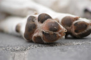 patas dos cães