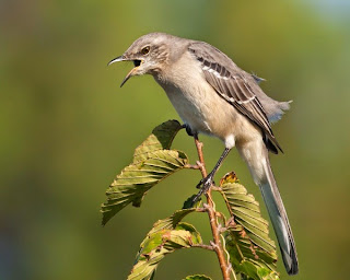 download suara burung northern mockingbird