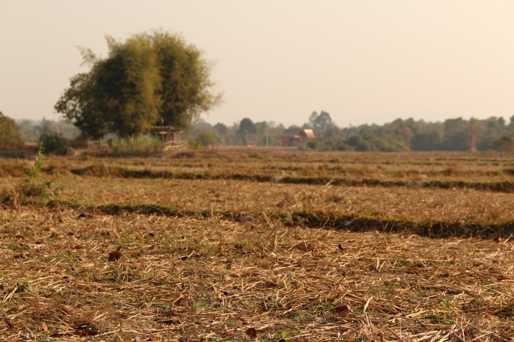 Dry rice fields
