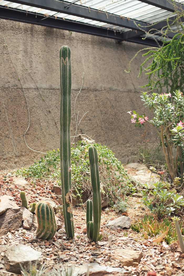 cacti display brisbane botanical gardens