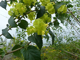 Chapeau chinois jaune  - Coupe et saucière - Fleur parasol - Holmskioldia sanguinea