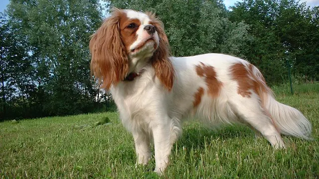 english-toy-spaniel-dog