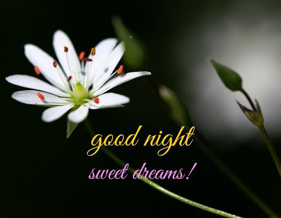 Free Download Good Night Flowers Images
