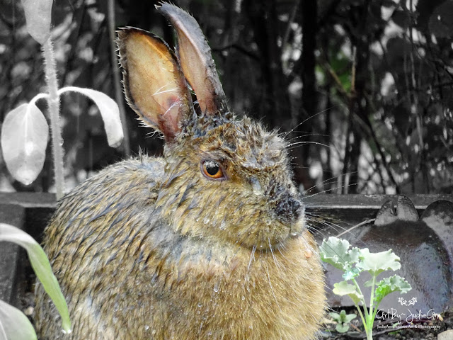 Wet Wild Rabbit