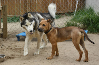 Brody and Buddy playing at Hotel for Dogs Daycare