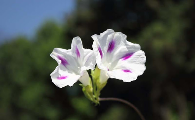 Morning Glory Flowers Pictures