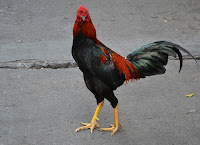  Ada banyak sekali macam peluang bisnis yang sangat menguntungkan dalam bidang ternak ayam Rincian Biaya Modal Usaha Ternak Ayam Bangkok