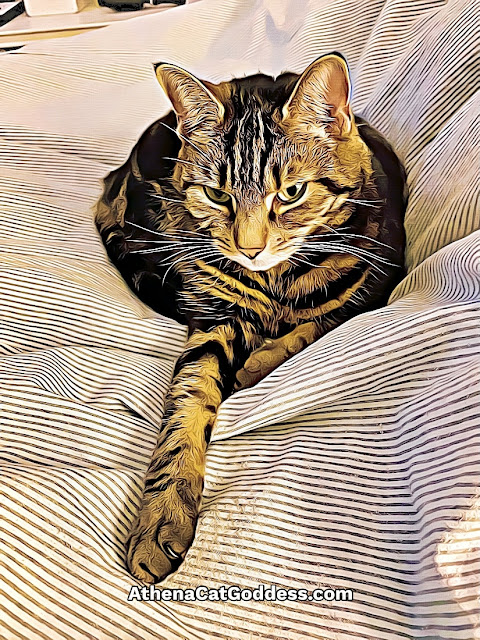 tabby cat on bed with one arm outstretched