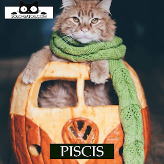 Qué gatito de Halloween eres según tu signo PISCIS