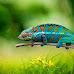 Chameleons: Masters of Camouflage - Nature's Living Art