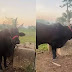 Boi com três chifres chama atenção em fazenda do Acre; confira o vídeo