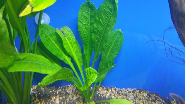 What plants are compatible with Angelfish - Amazon Swords