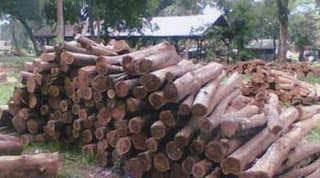Hutan jati  di  Jawa kerajinan kayu  jati  bongkol akar 