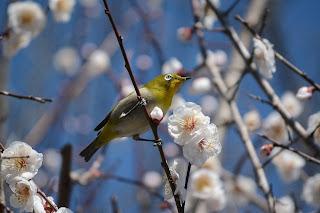 常陸風土記の丘で梅とメジロ