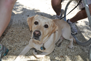 picture of Egypt laying under the picnic table - she's looking up at me and you can see Darrell's legs behind her