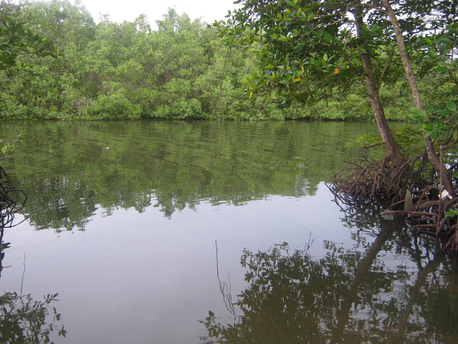 kepentingan hutan paya bakau