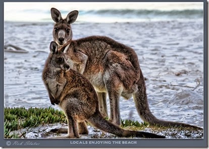 kanga kanga