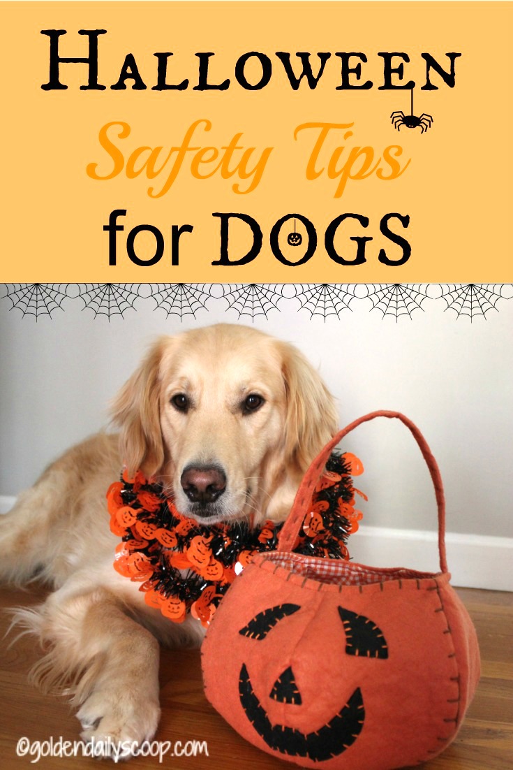 5 Halloween  Safety Tips  for Dog 