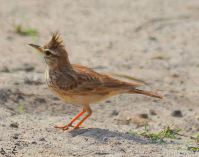 The crested lark (Galerida cristata) 