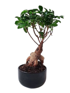 ginseng plant