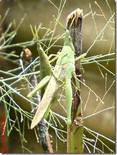 green grasshopper mating front view 15