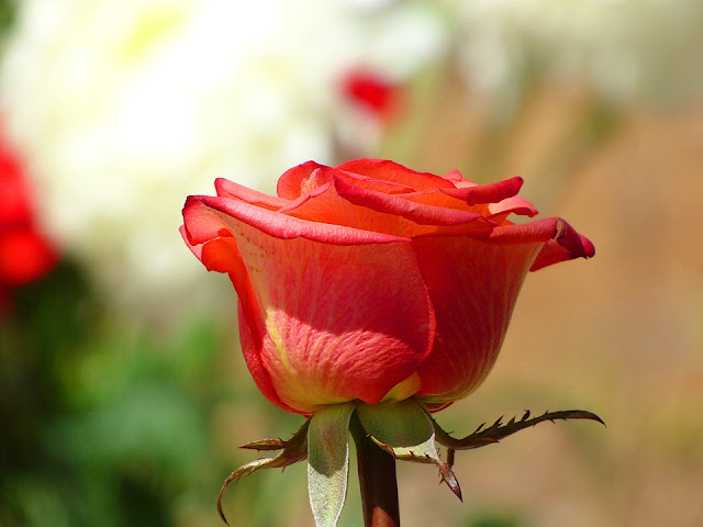 rose-day-images-for-husband
