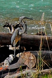 White bellied heron, Ardea insignis, most threatened bird in India