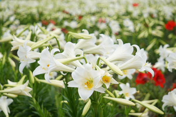 雲林四湖長春園藝孤挺花園鐵砲百合花海和孤挺花爭奇鬥艷美不勝收