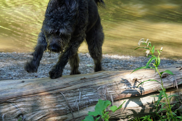 Hiking Toronto with Lucy at Rouge Park