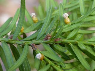 If du Canada - Taxus canadensis