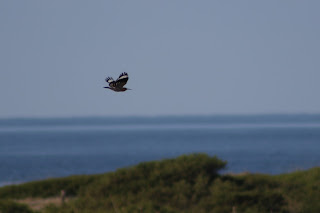 Hoopoe