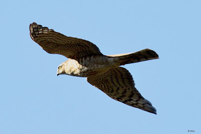 Eurasian Sparrowhawk