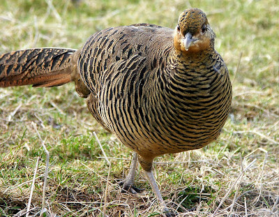 Golden Pheasant Female