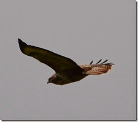 7 buzzard