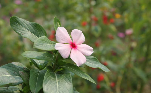 Vinca Flowers Pictures