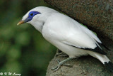 Burung Yang Di Lindungi