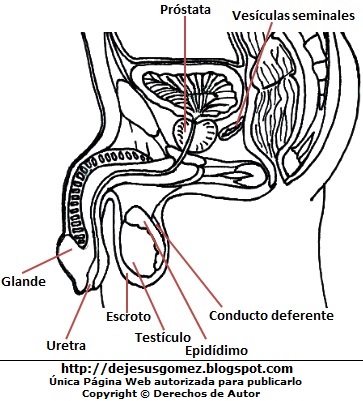 Órganos genitales del hombre indicando sus partes internas  (Dibujo de los órganos genitales del hombre - Vista lateral). Dibujo de los órganos genitales del hombre hecho por Jesus Gómez