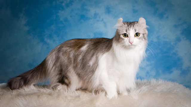 American Curl