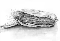 drawing of corn