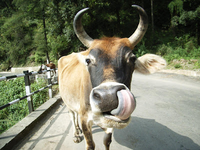 Cow Photo Animals Zoo Park