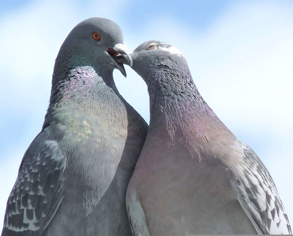 determining pigeon gender, guide for determining pigeon gender, how to determine pigeon gender, how to find male and female pigeons