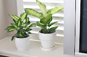 #2 Indoor Plants Decoration Ideas