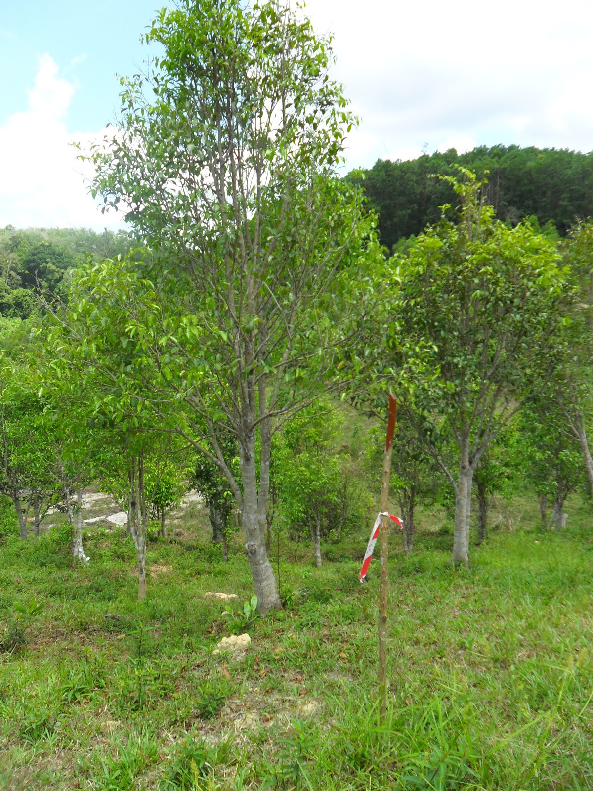 All about Gaharu  Info Peluang Memiliki Pokok  Gaharu 