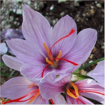 Zia Anis: Perihal Saffron-Rempah termahal di dunia