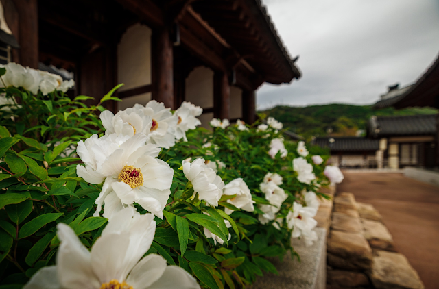 Alla Scoperta del Palazzo Temporaneo di Chojeong a Cheongju