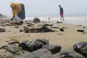 Pemkab Aceh Barat selidiki tumpahan 5 ton batu bara di pesisir pantai